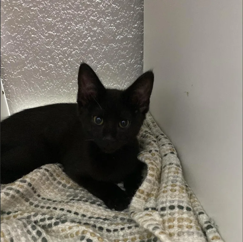 A baby small-sized male Black Domestic Medium Hair cat named Harlem for adoption in Davis, CA