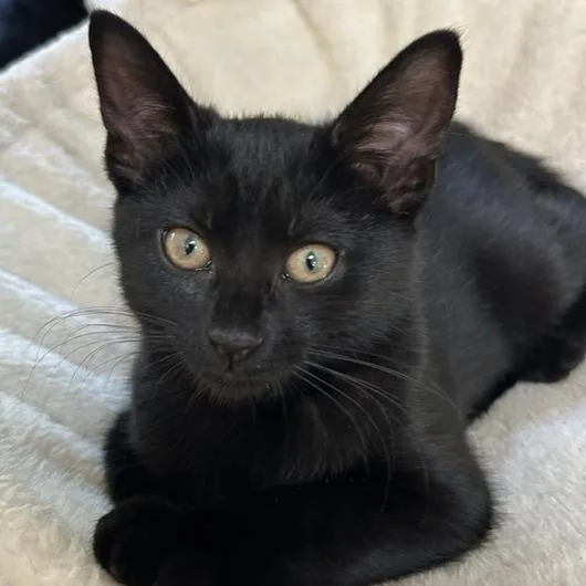 A baby small-sized female Black Domestic Short Hair cat named Earth for adoption in Cincinnati, OH