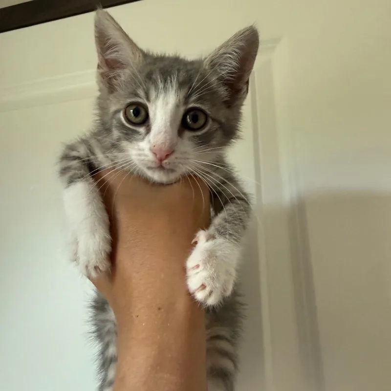 A baby small-sized male Gray / Blue / Silver Domestic Short Hair cat named Roman for adoption in San Antonio, TX