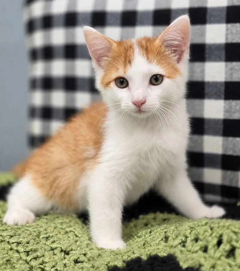 A baby medium-sized male Domestic Medium Hair cat named Briggs for adoption in Effingham, IL