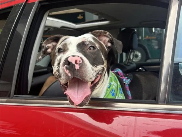 An adult large-sized female Pit Bull Terrier dog named Mocha for adoption in Chapel Hill, NC