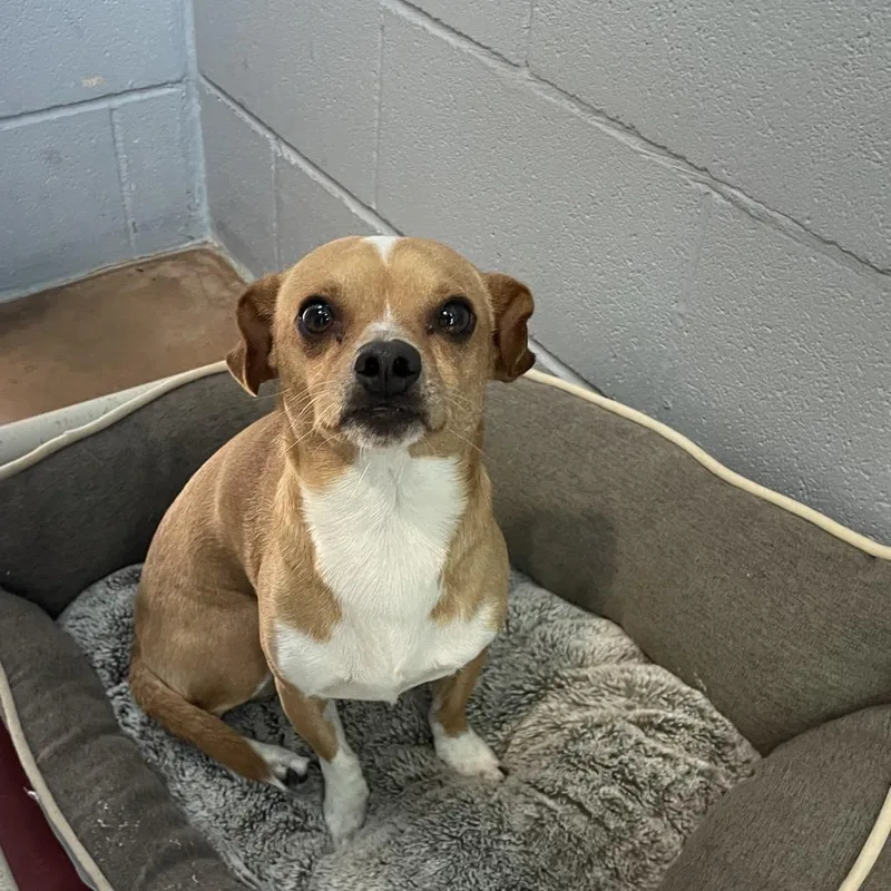An adult small-sized male Brown / Chocolate Chihuahua dog named Bravo for adoption in Kyle, TX