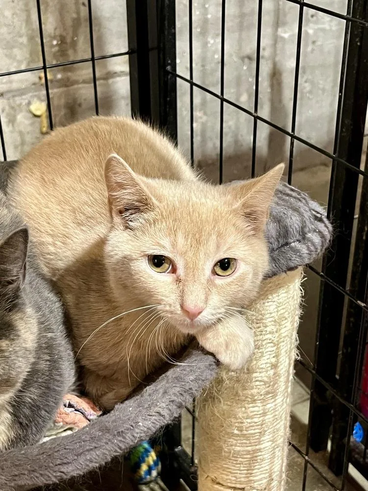 A baby small-sized male Domestic Short Hair cat named Toffee for adoption in Bolton, CT