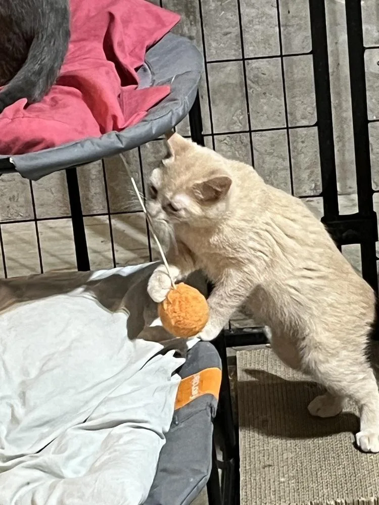 Toffee thumbnail 5