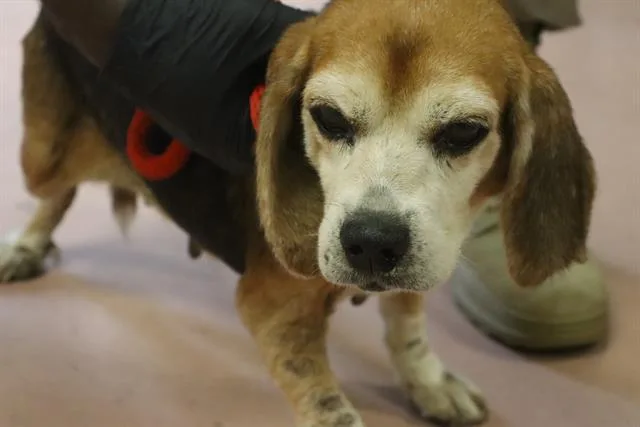 An adult medium-sized female Mixed Breed dog named Dixie for adoption in Columbia, SC