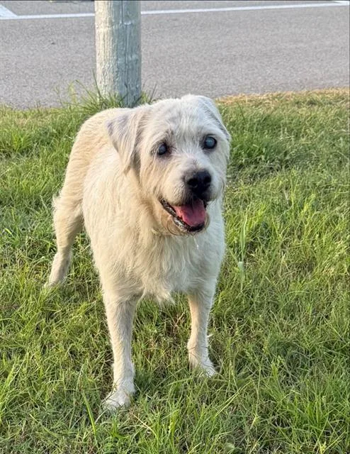 An adult medium-sized male Terrier dog named Ezekial for adoption in San Antonio, TX