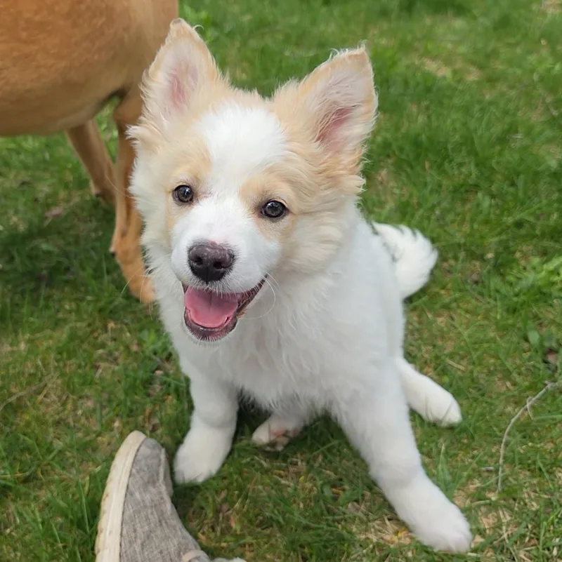 Fluffy Mc Touchie Butt