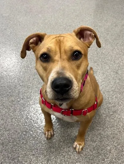 An adult medium-sized female Yellow / Tan / Blond / Fawn Mixed Breed dog named Star for adoption in Neenah, WI