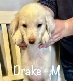 Drake