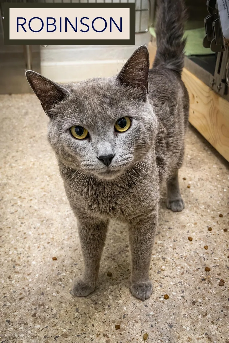 An adult medium-sized male Gray / Blue / Silver Domestic Short Hair cat named Robinson for adoption in Greenville, DE