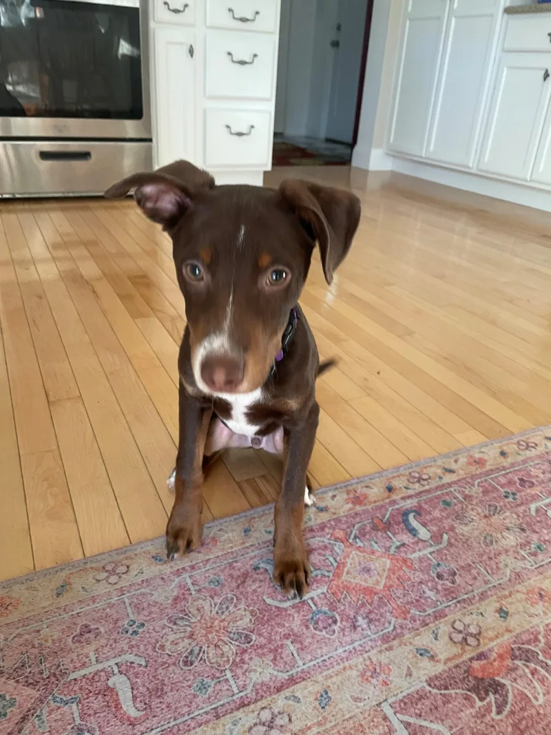 A baby medium-sized male Brown / Chocolate Beagle dog named Gus Power Local for adoption in Andover, MA