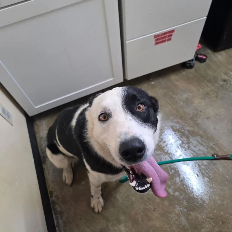 An adult large-sized male White / Cream Australian Shepherd dog named Tony for adoption in Corinth, MS
