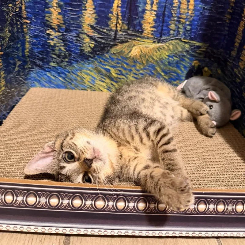 A baby small-sized female Brown / Chocolate Domestic Short Hair cat named Raspberry for adoption in Middle Village, NY