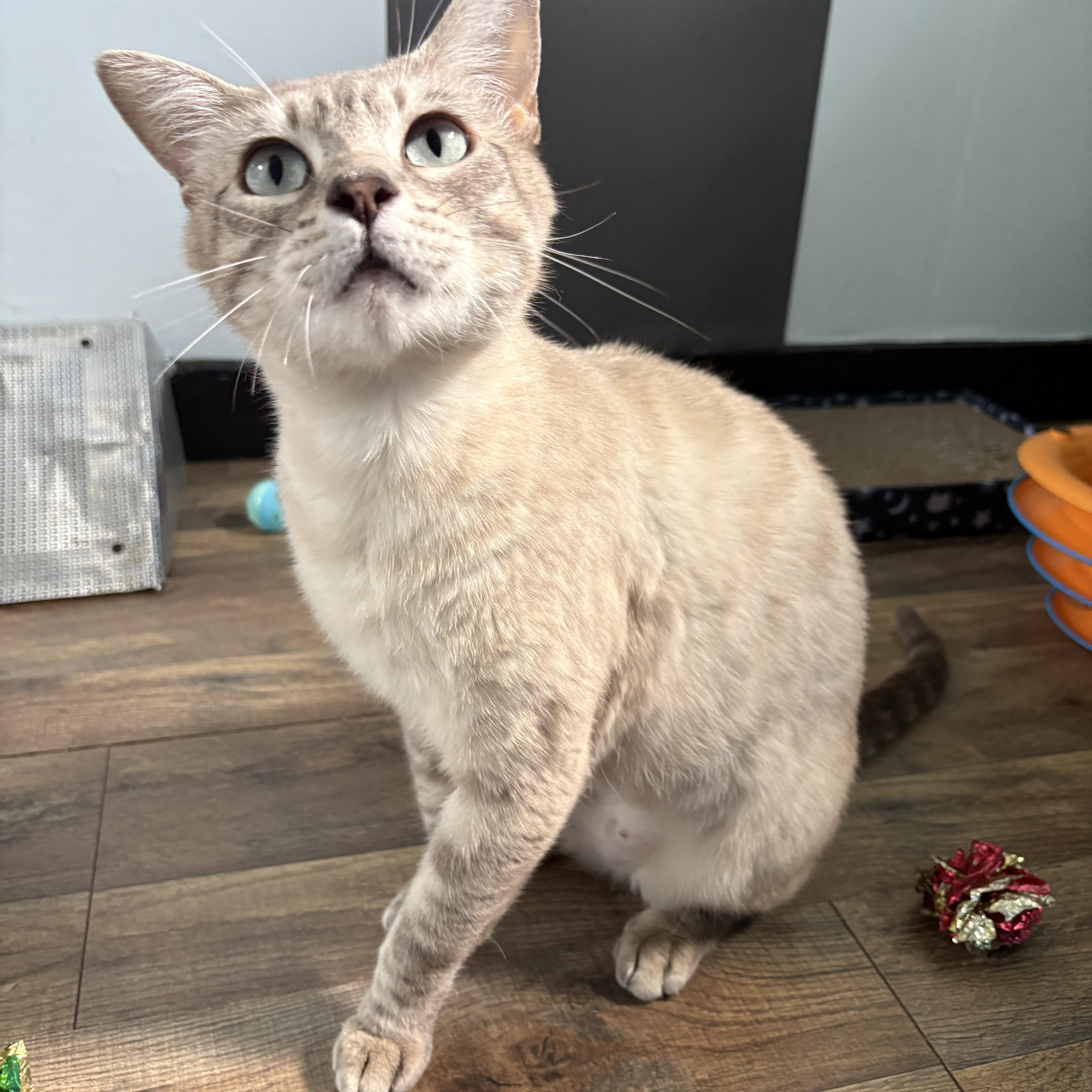 An adult medium-sized female Cream / Ivory Domestic Short Hair cat named Serafina for adoption in Asheville, NC