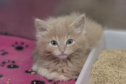 A young small-sized male Domestic Short Hair cat named B Teddy for adoption in North Charleston, SC