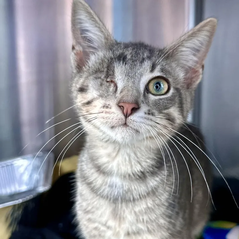 A baby small-sized male Brown / Chocolate Domestic Short Hair cat named Stetson for adoption in Matteson, IL