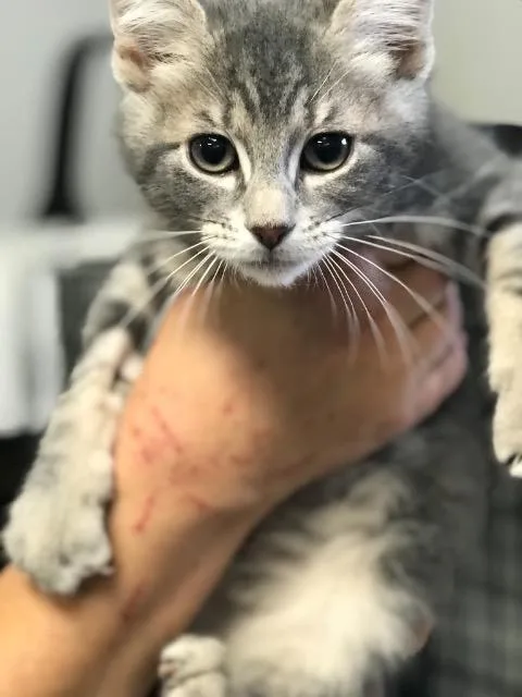 A senior large-sized male Domestic Short Hair cat named Robb for adoption in Ewing, NJ