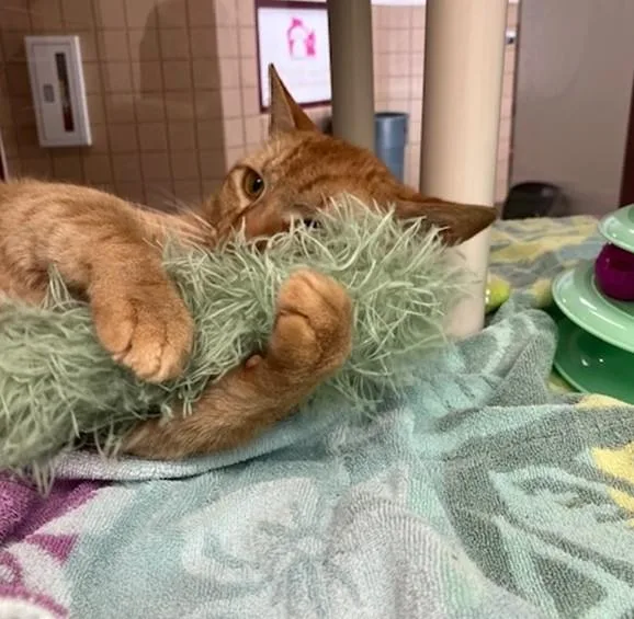 A young medium-sized male Domestic Short Hair cat named Paul for adoption in Springfield, MA