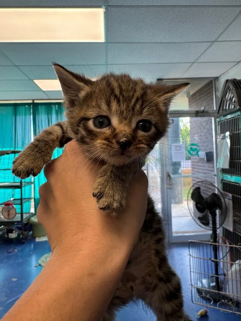 A baby medium-sized male Domestic Short Hair cat named Orbit for adoption in Johnson City, TN
