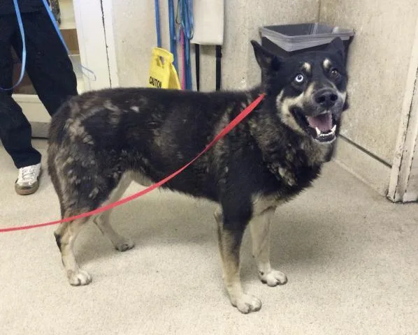 An adult large-sized male Siberian Husky dog named Pancake for adoption in Riverside, CA