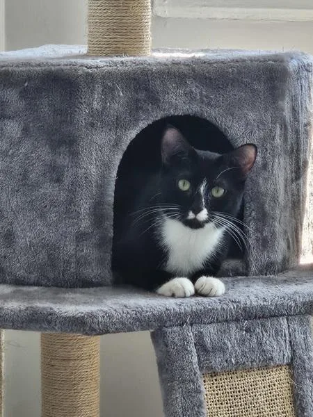 An adult medium-sized female Domestic Short Hair cat named Racquette for adoption in Staten Island, NY