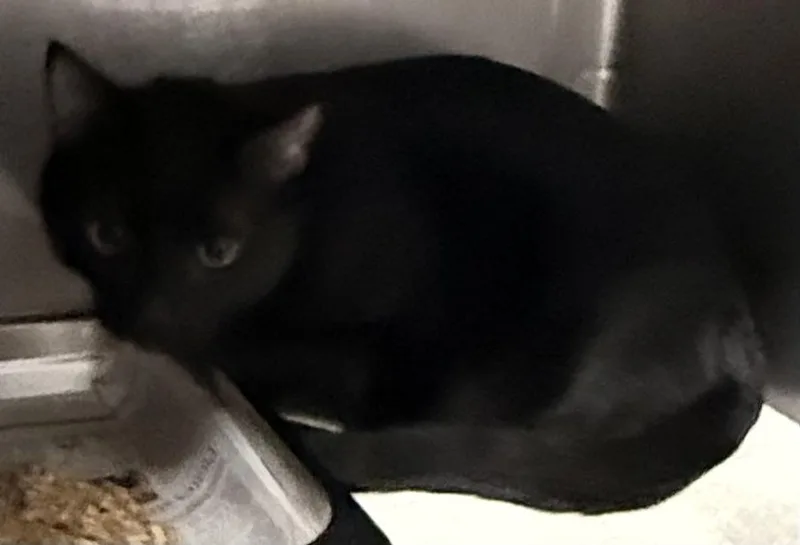 An adult large-sized male Domestic Short Hair cat named Bartholomew for adoption in Chatsworth, CA