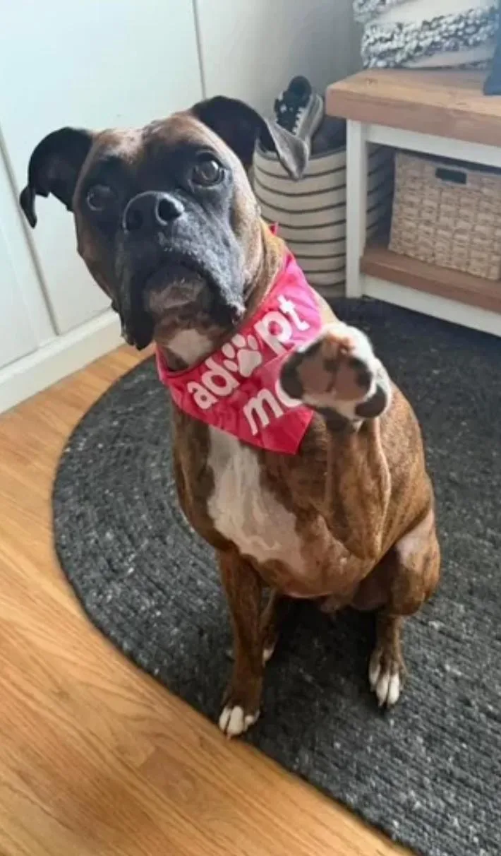 An adult large-sized male Boxer dog named Diego for adoption in Hamburg, NY