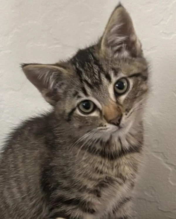 A baby small-sized female Domestic Short Hair cat named Milka for adoption in Novato, CA