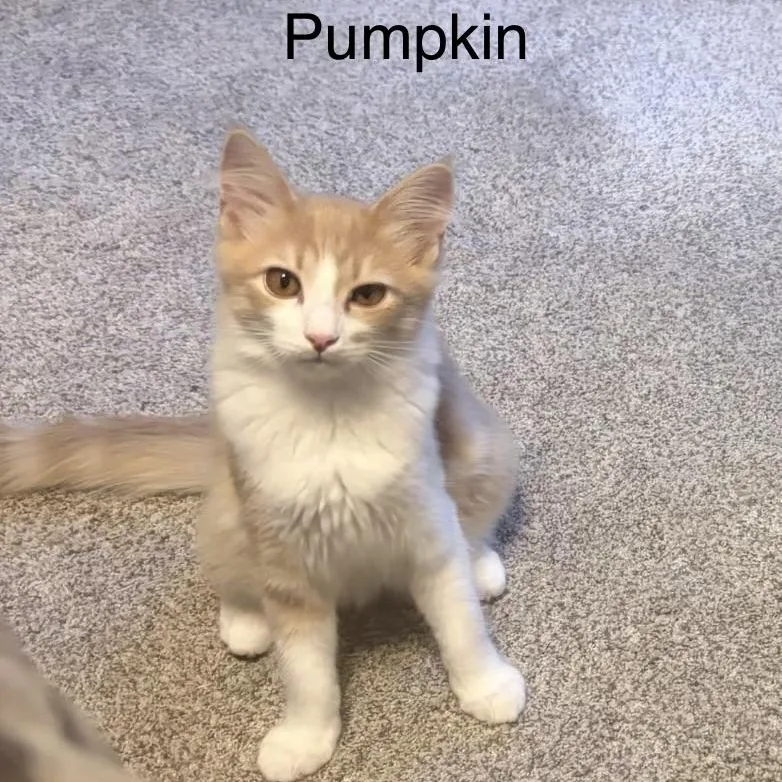 A baby medium-sized male Domestic Medium Hair cat named Pumpkin for adoption in Menasha, WI