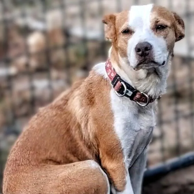 A young small-sized female Mixed Breed dog named Mindy for adoption in Danville, VT