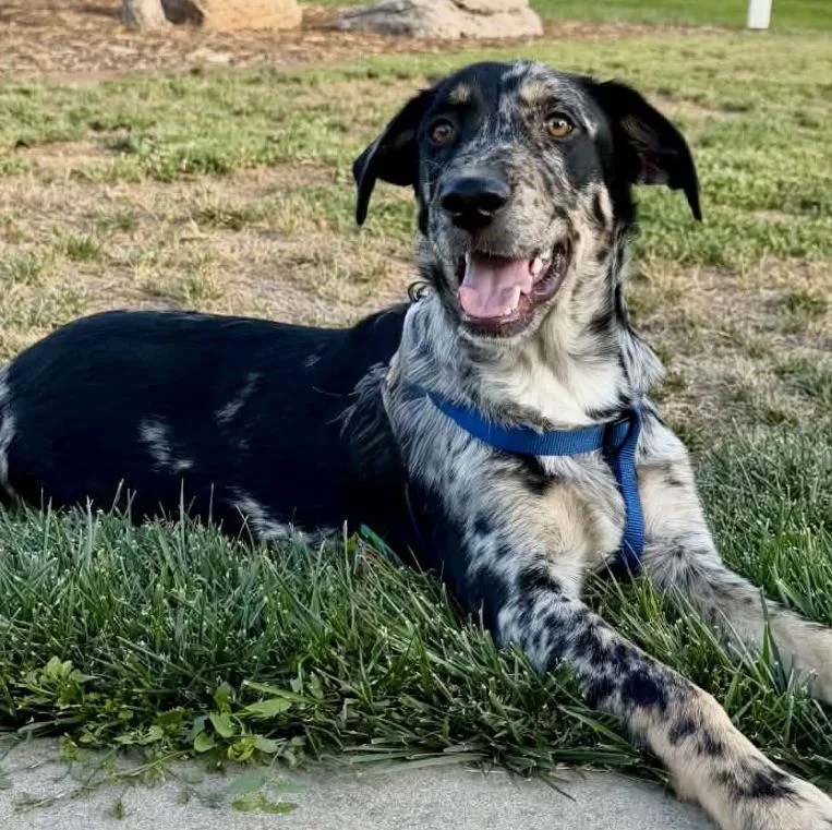 Auggie