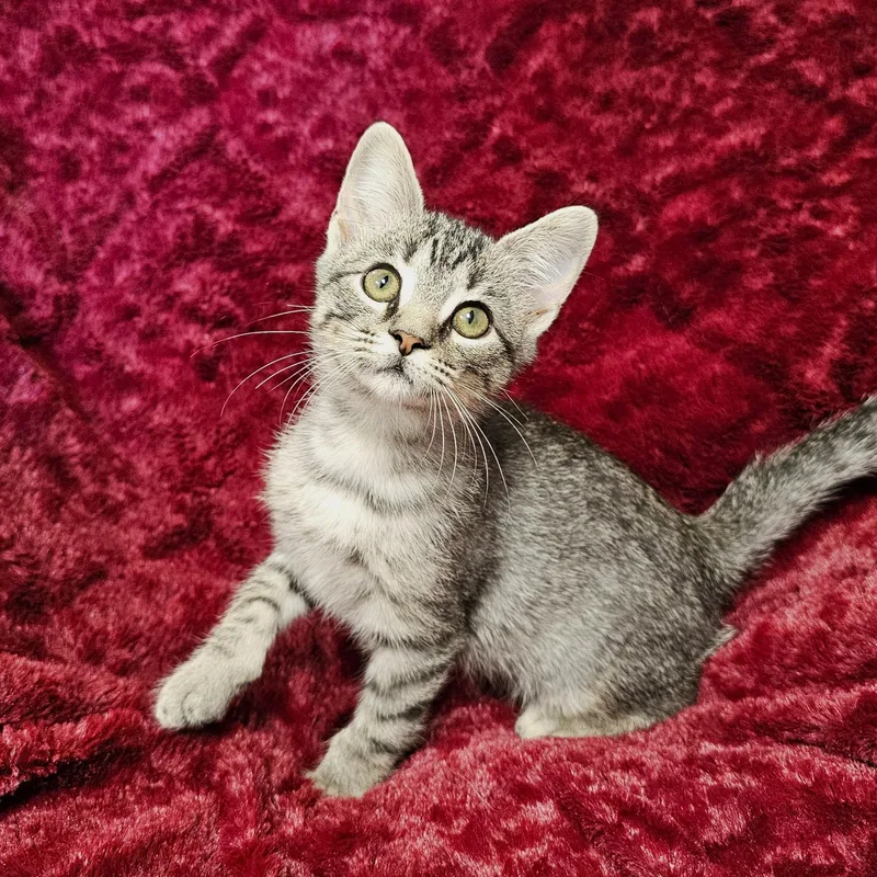 A baby medium-sized male Tabby (Buff / Tan / Fawn) Domestic Short Hair cat named Pan for adoption in Searcy, AR