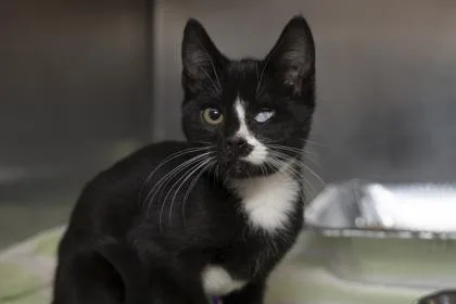 A young small-sized male Domestic Short Hair cat named B Atlas for adoption in North Charleston, SC