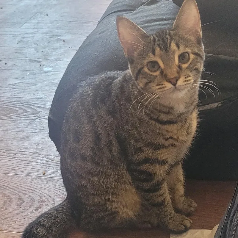 An adult medium-sized female Domestic Short Hair cat named Princess for adoption in Chicago, IL