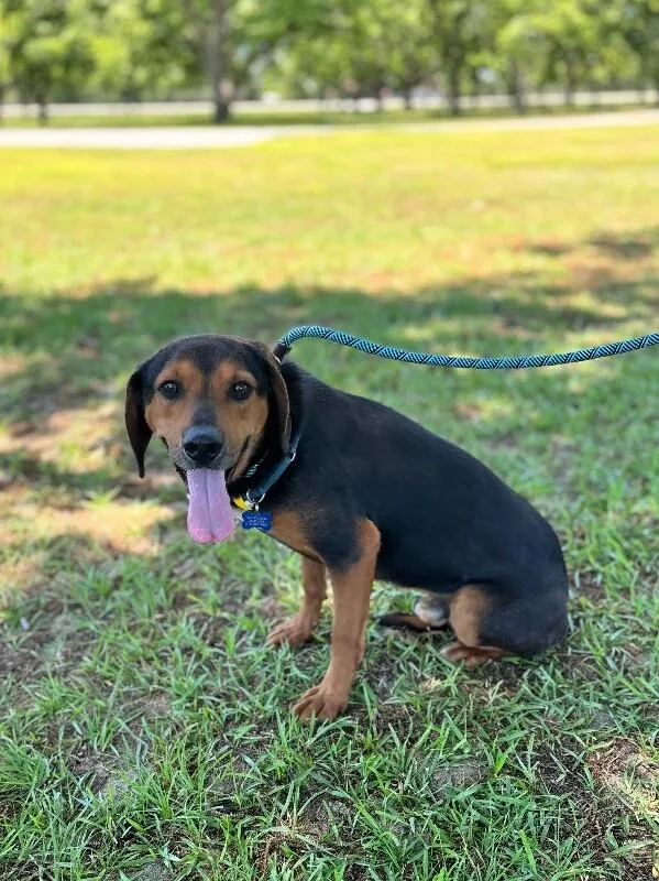 An adult medium-sized male Yellow / Tan / Blond / Fawn Hound dog named Wendall for adoption in Aiken, SC