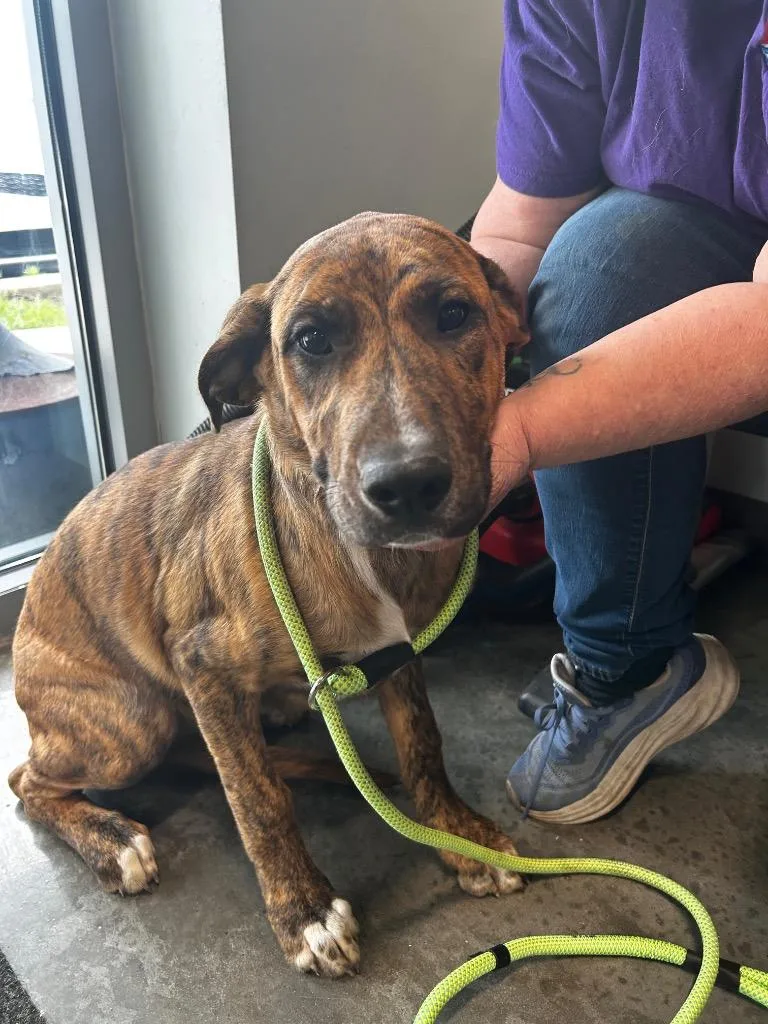 A baby medium-sized male Labrador Retriever dog named Kenny for adoption in Gautier, MS