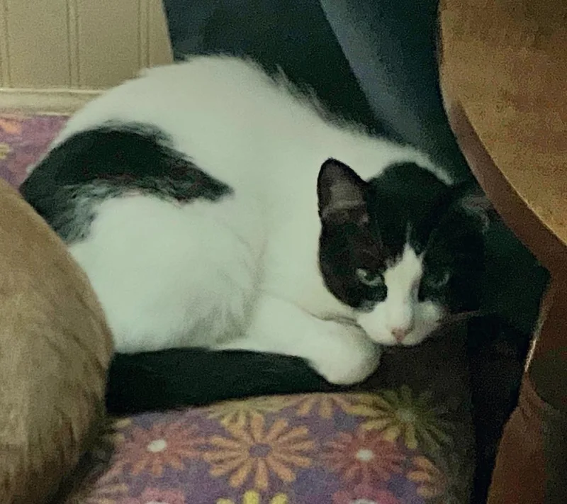 An adult small-sized female Black & White / Tuxedo Domestic Medium Hair cat named Zisel for adoption in Lorain, OH