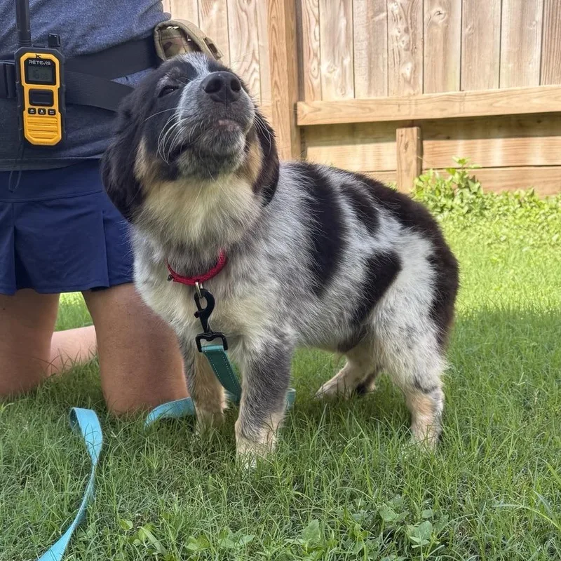 A baby small-sized male Mixed Breed dog named Bronco for adoption in Houston, TX