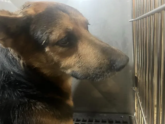 A young large-sized male Mixed Breed dog named Dude for adoption in Dallas, TX