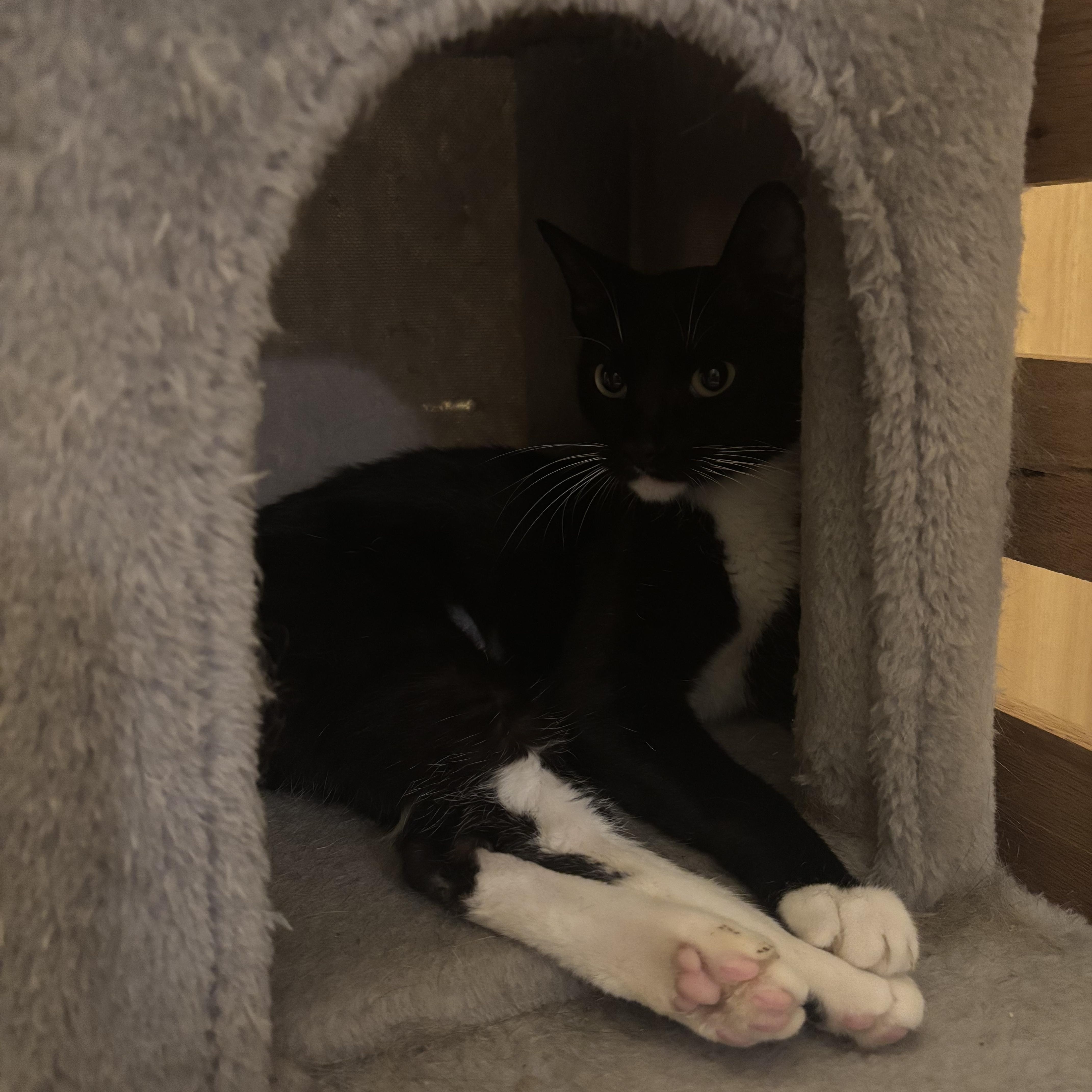 A young medium-sized female Black & White / Tuxedo American Shorthair cat named Gracie Tippy Toes for adoption in Mountain Home, AR