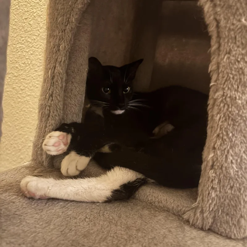 Gracie Tippy Toes thumbnail 2