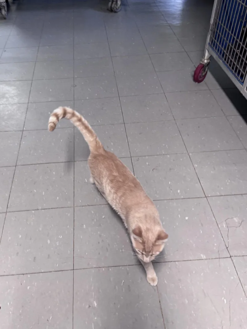 A young medium-sized male Buff / Tan / Fawn Domestic Short Hair cat named Sunny Delight for adoption in Hoopeston, IL