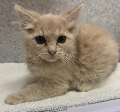 A baby small-sized female Domestic Long Hair cat named Oboe for adoption in Eugene, OR