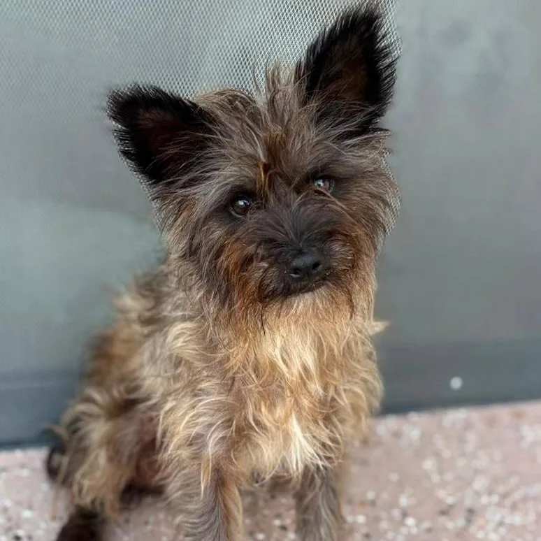 A young small-sized male White / Cream Yorkshire Terrier dog named Damien for adoption in Sherwood, OR