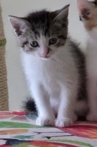 A baby large-sized female White Domestic Medium Hair cat named Colby for adoption in Homewood, IL
