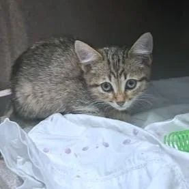 A baby medium-sized female Domestic Short Hair cat named Banjo for adoption in Washington, DC