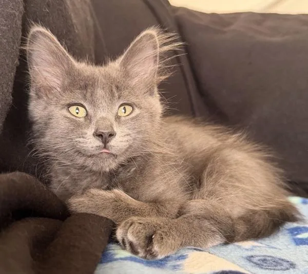 A baby small-sized male Domestic Long Hair cat named Minnow for adoption in Salt Lake City, UT