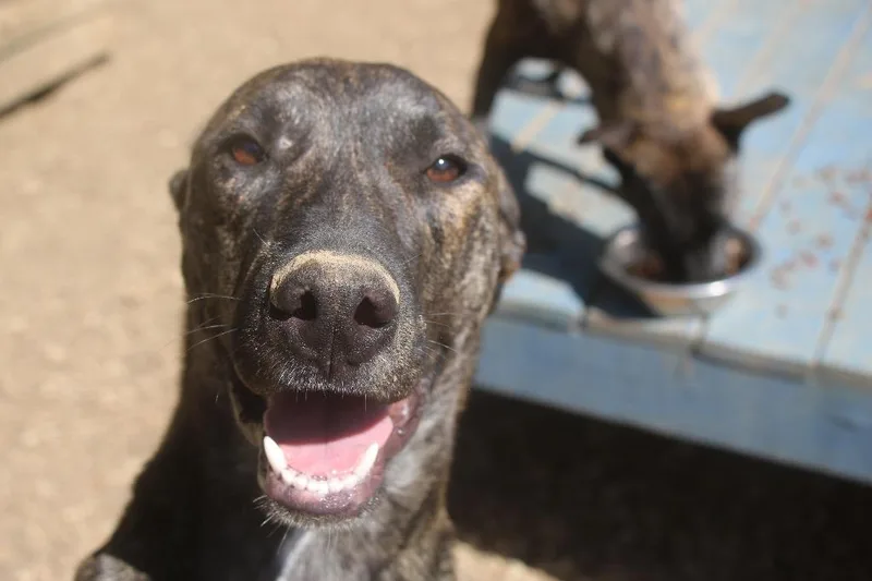 A young medium-sized male Black Mouth Cur dog named Spanky for adoption in Brookhaven, MS