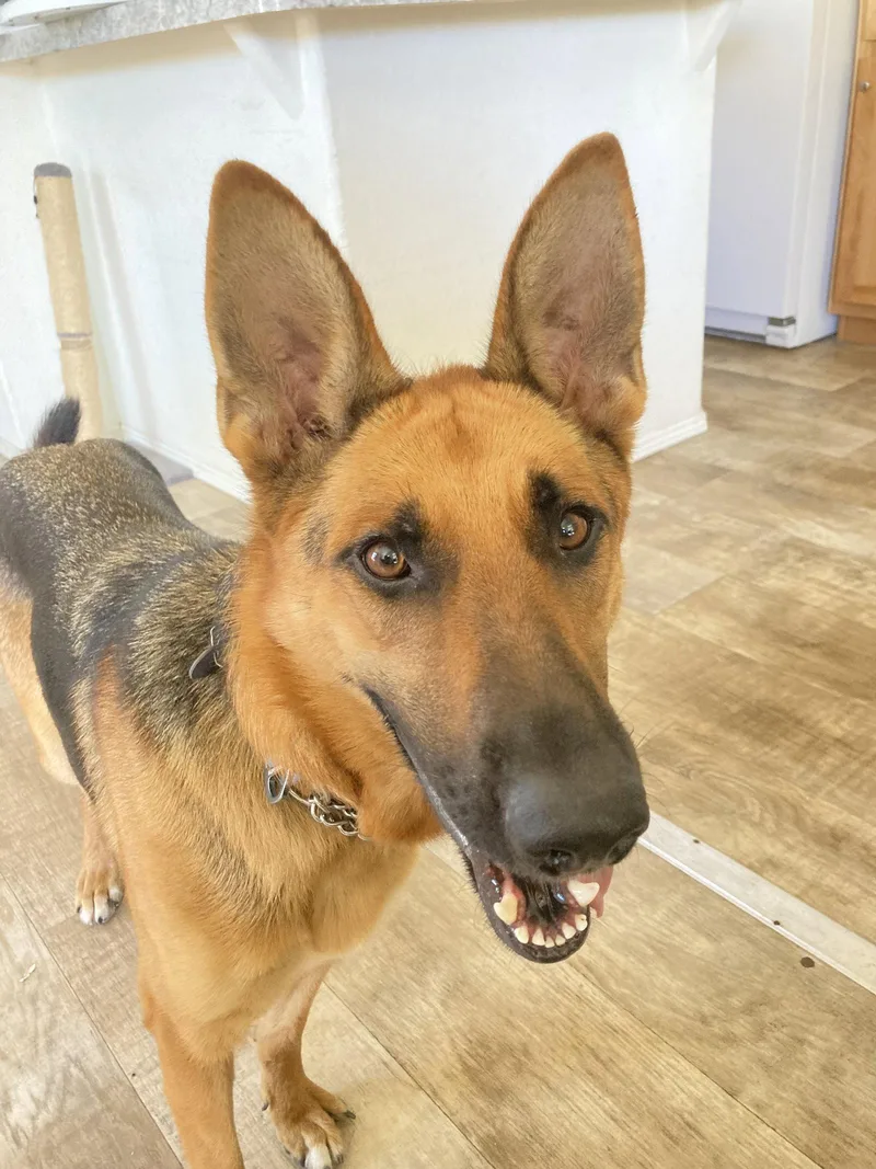 An adult large-sized female German Shepherd Dog dog named Beauty for adoption in San Diego, CA