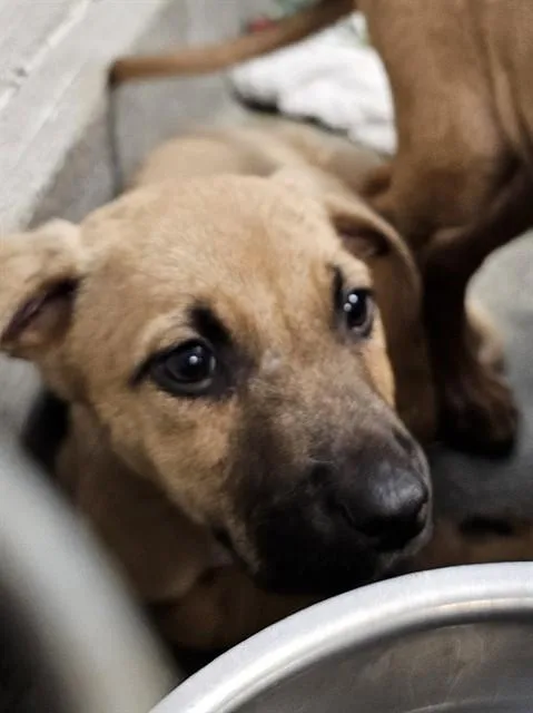 A baby medium-sized male Black Mouth Cur dog named Dock for adoption in Huntsville, AL